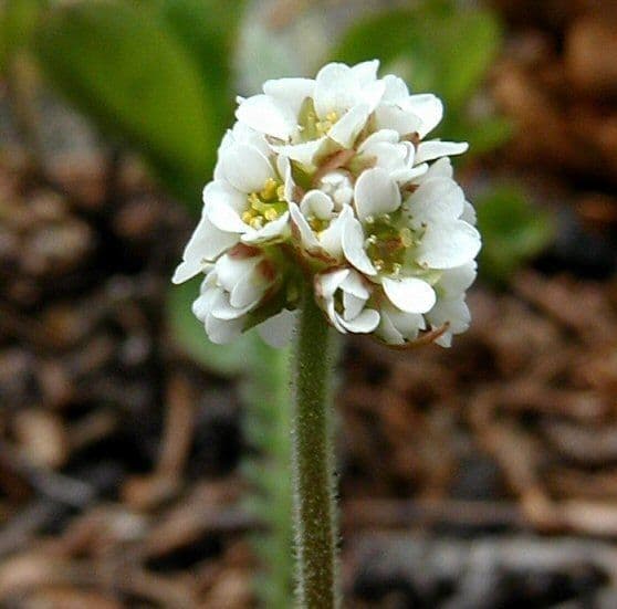 Saxifraga romboidale 3
