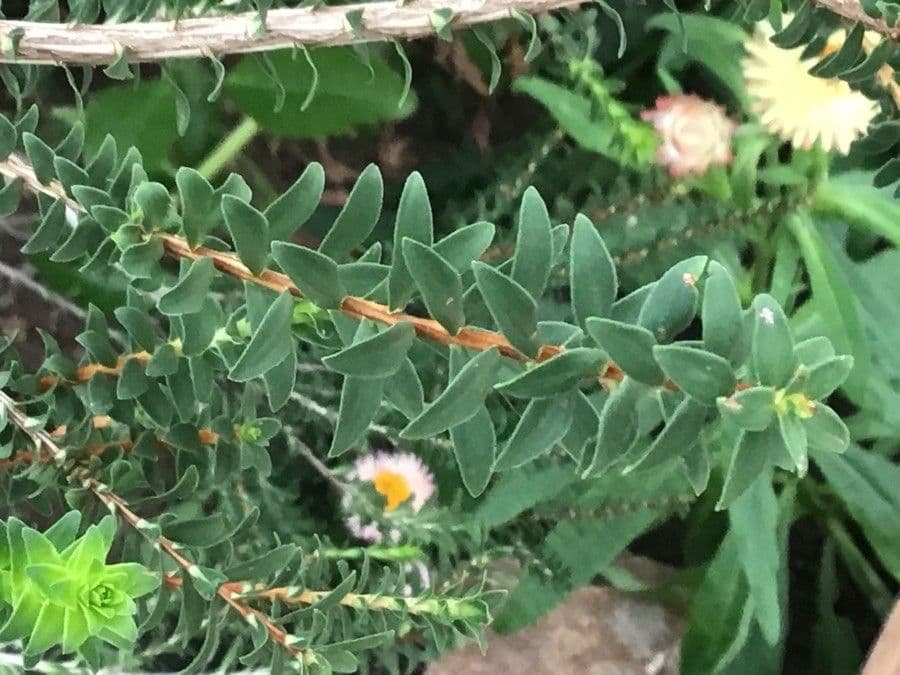 Melaleuca