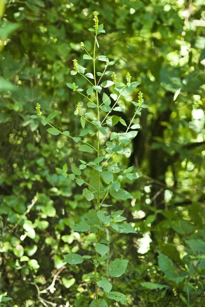 Agastache nepentoide