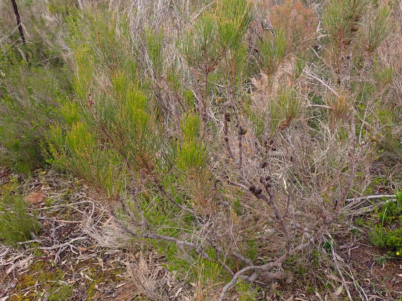 Allocasuarina di Mueller 11