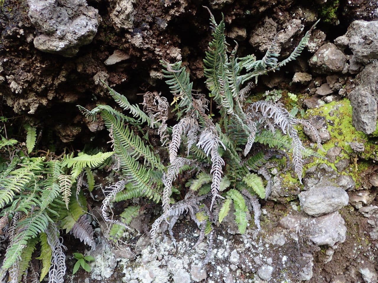 Blechnum australe 4