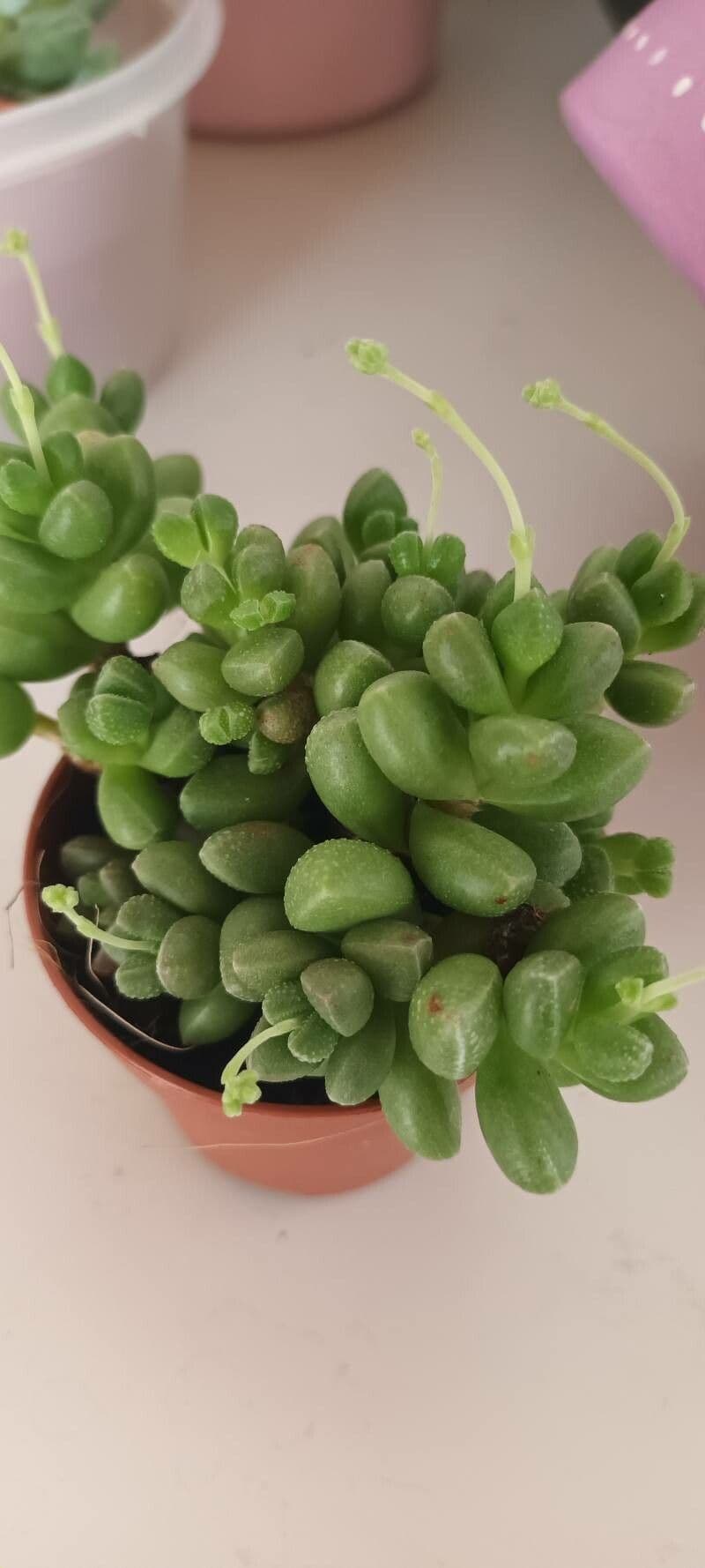 Crassula 2