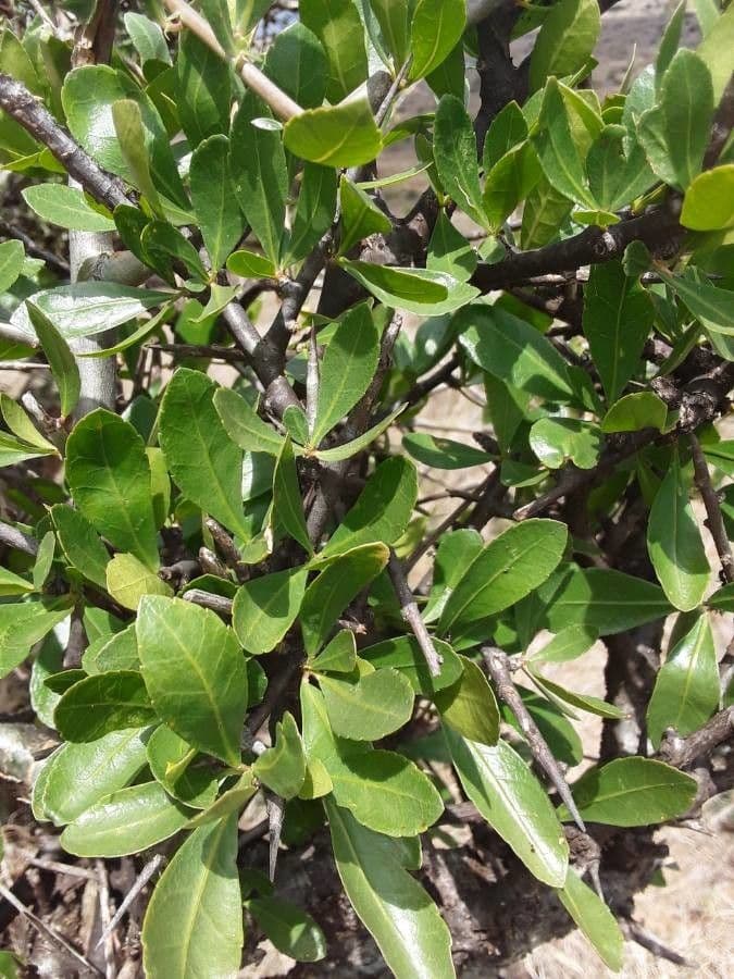 Commiphora 12
