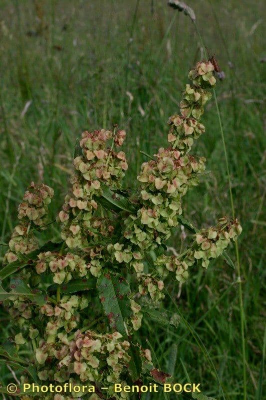 Acetosa aquitana 13