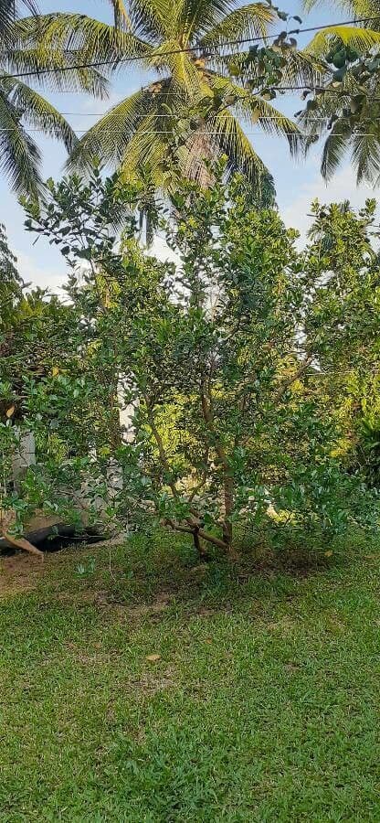 Guava costaricana 9