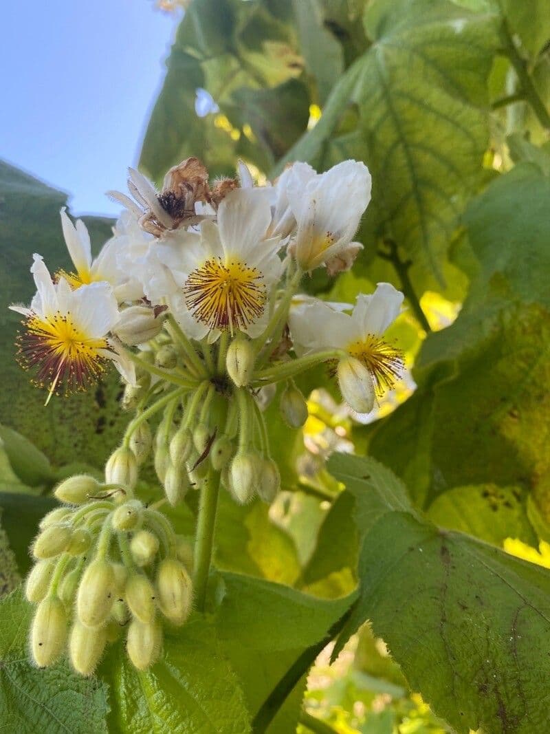 Sparmannia 2