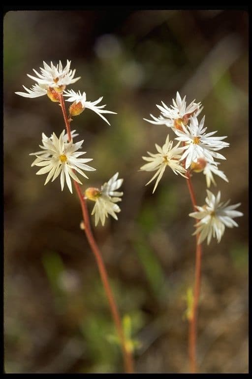 Lithophragma tenellum