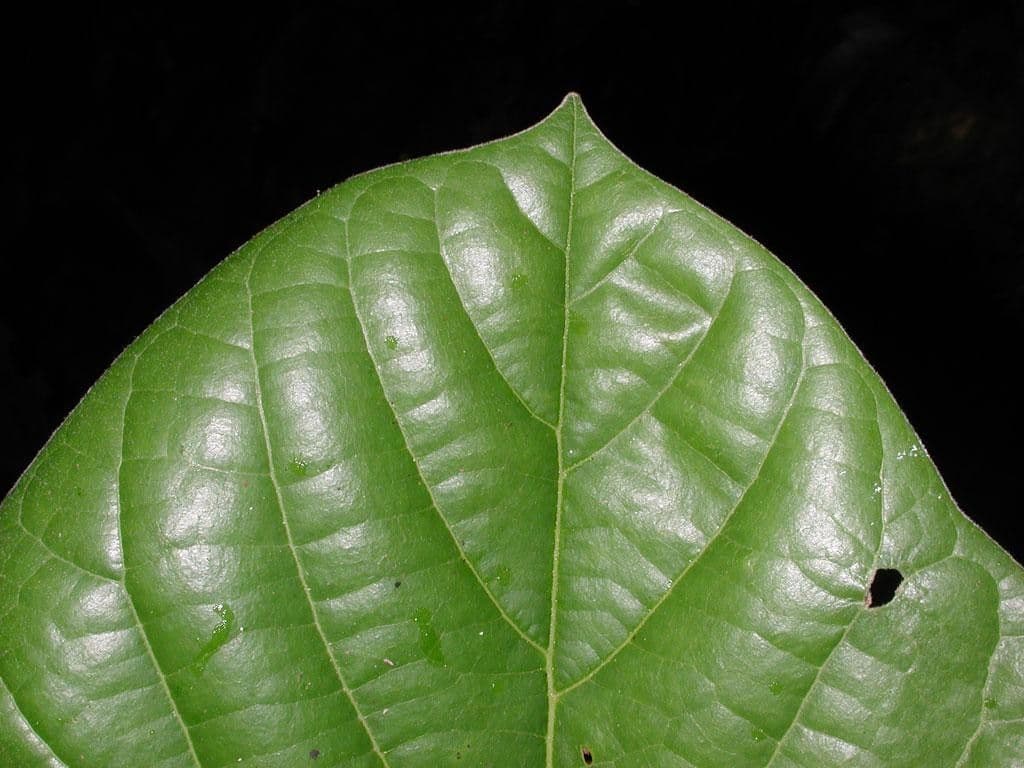 Ocotea 5