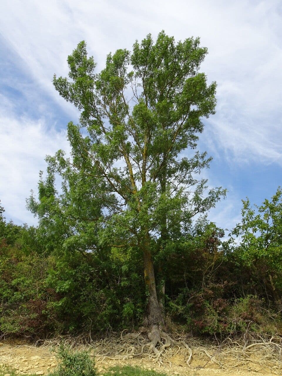 Schmalblättrige Esche 12