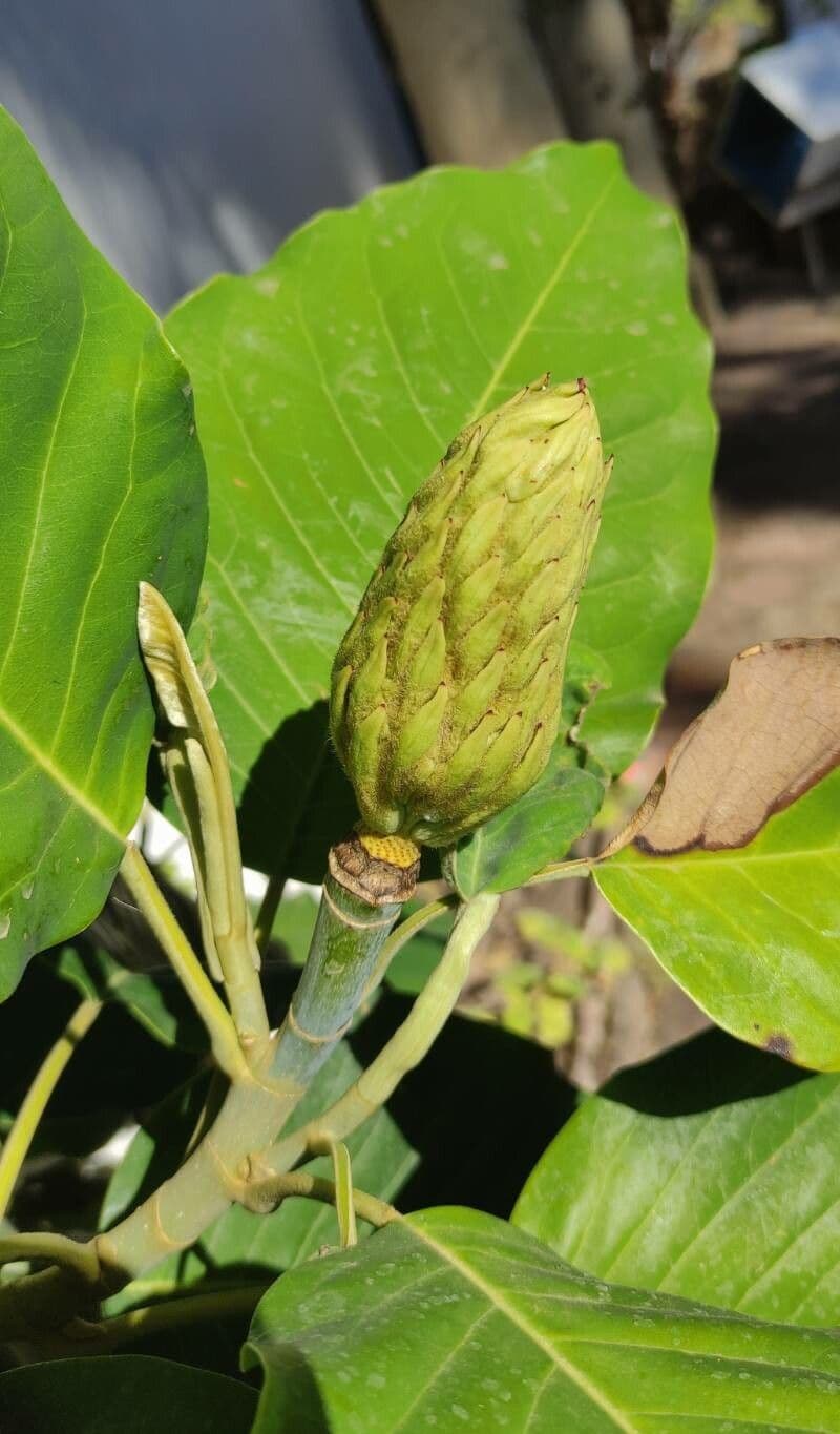 Magnolia