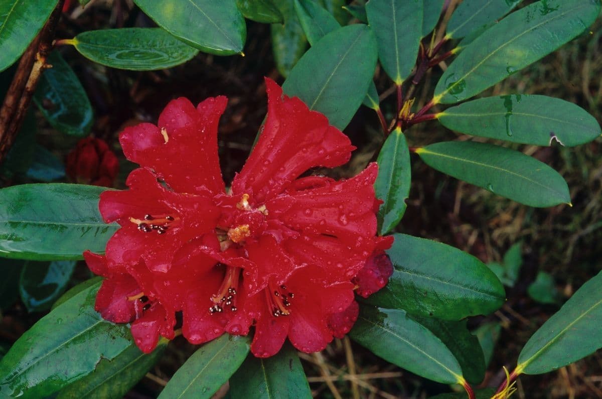 Rododendron 2