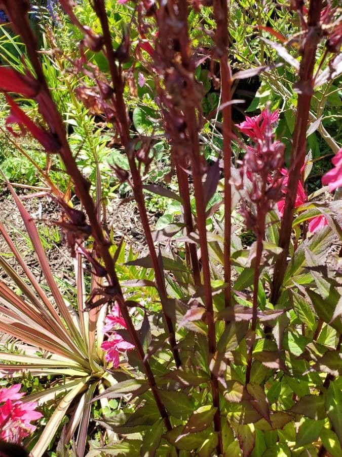 Lobelia cardinale 21