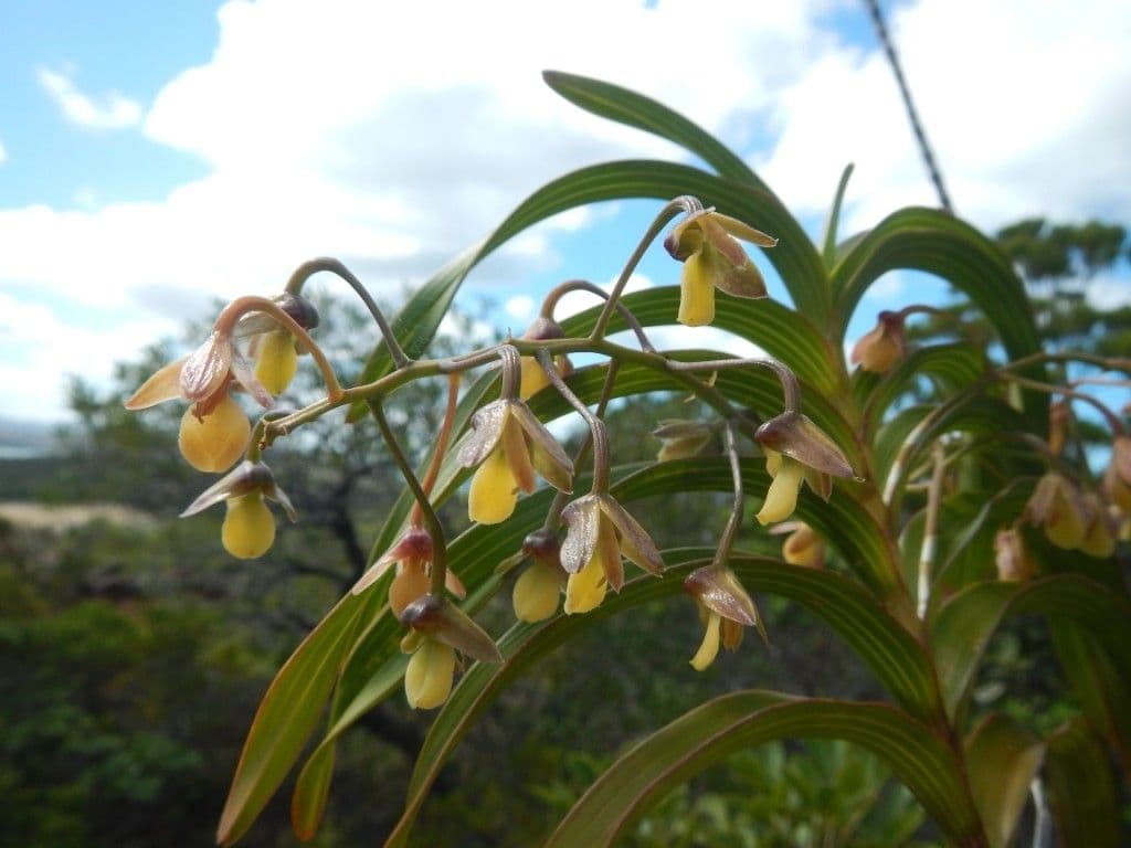 Dendrobium