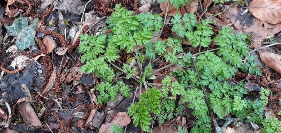 Cerfoglio selvatico 11