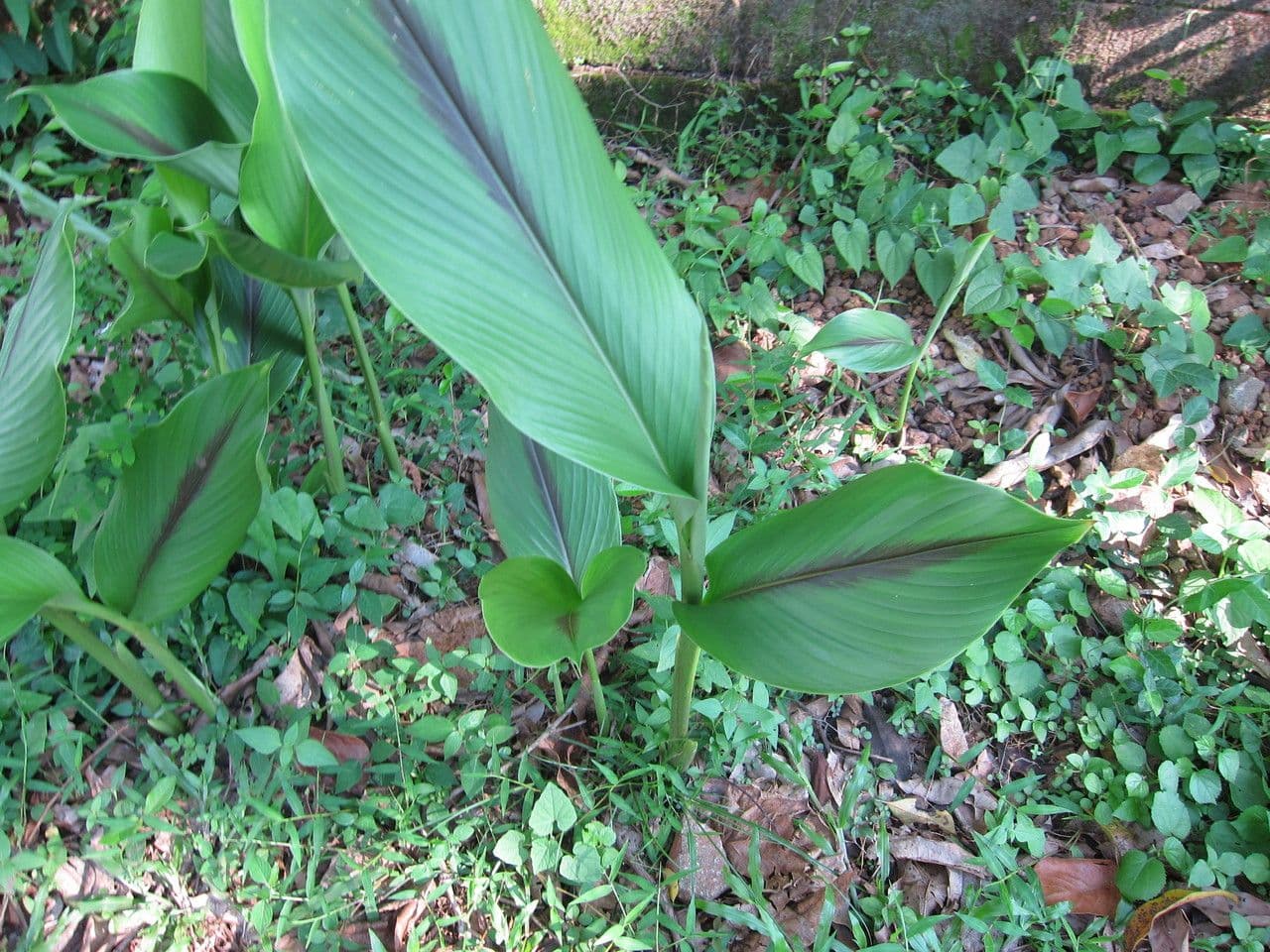 Curcuma 13