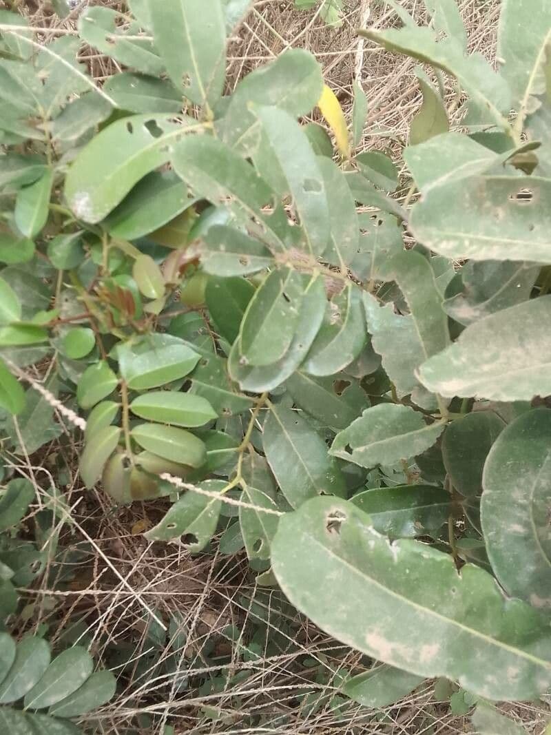 Zanthoxylum zanthoxyloides 9