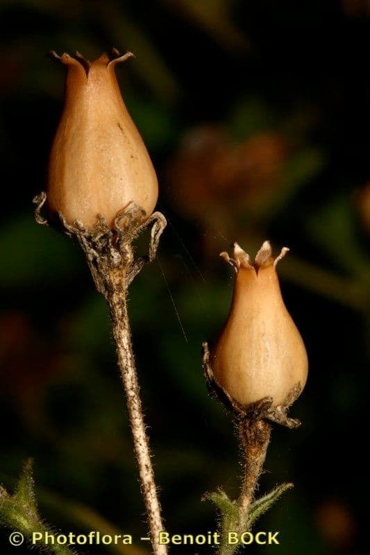 Silene 3
