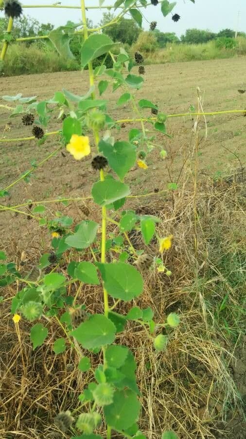 Abutilon 4