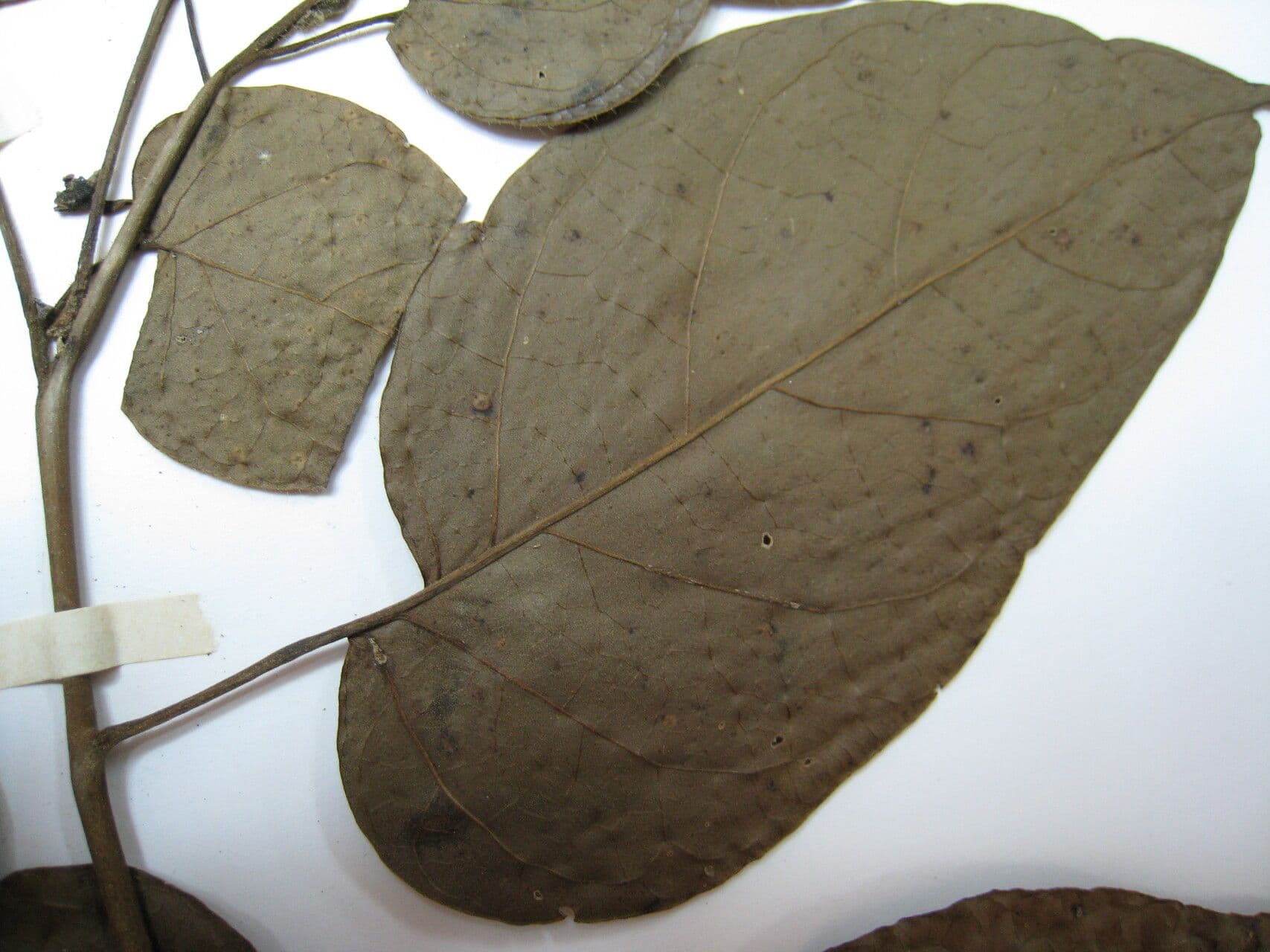 Solano endopogon 2