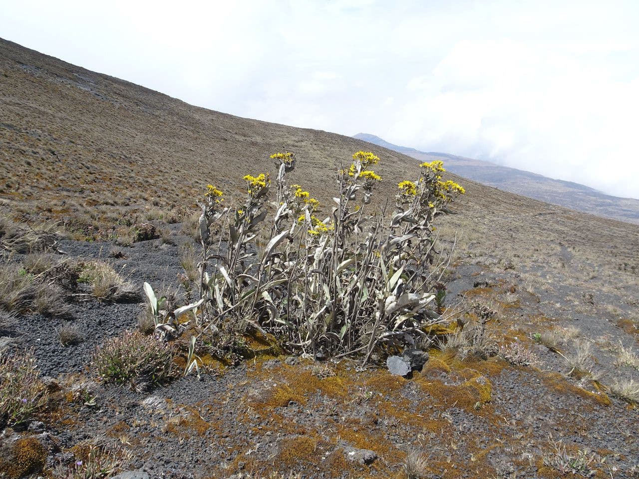 Senecio 3