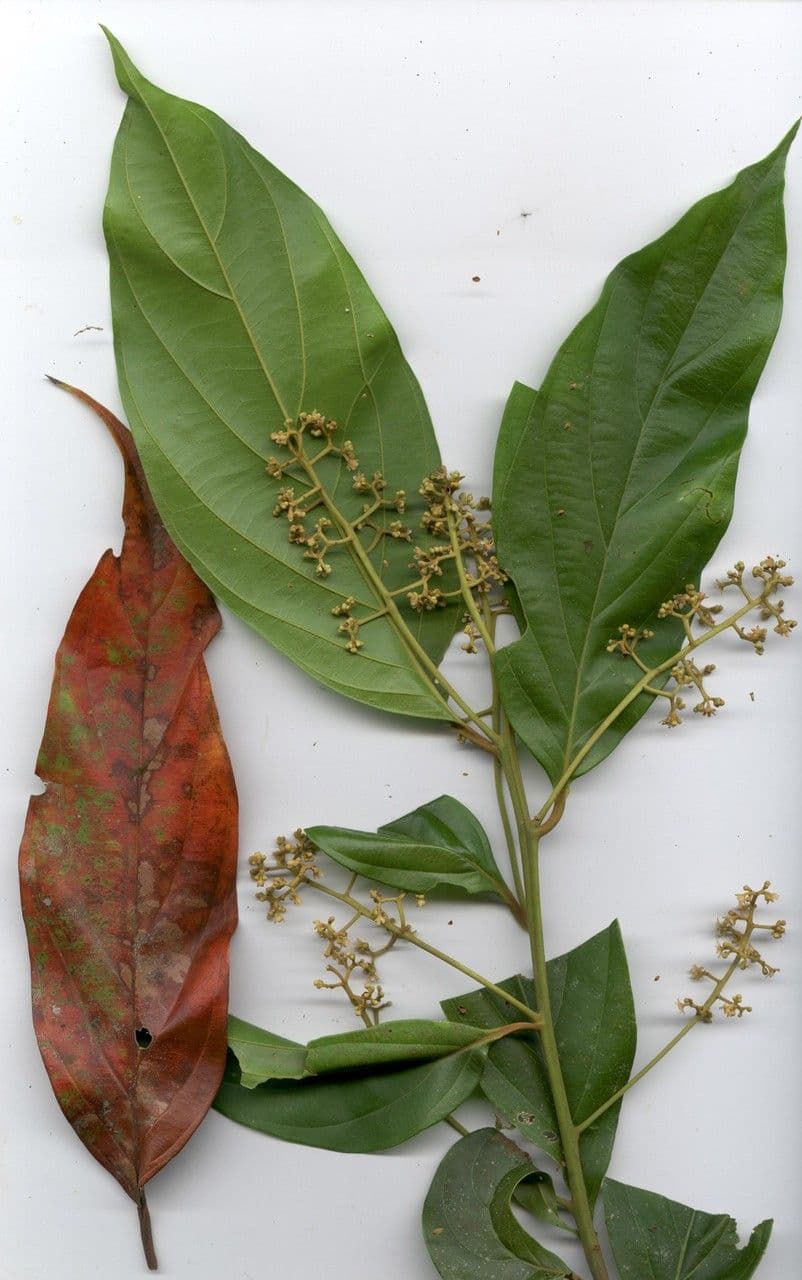 Nectandra 30