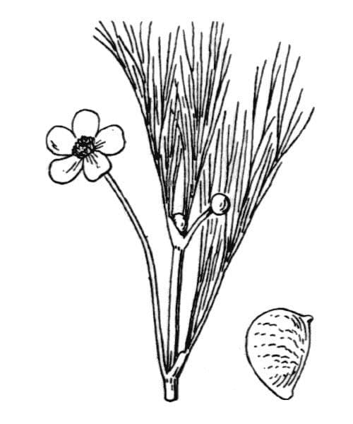 Ranunculus fluitans 23