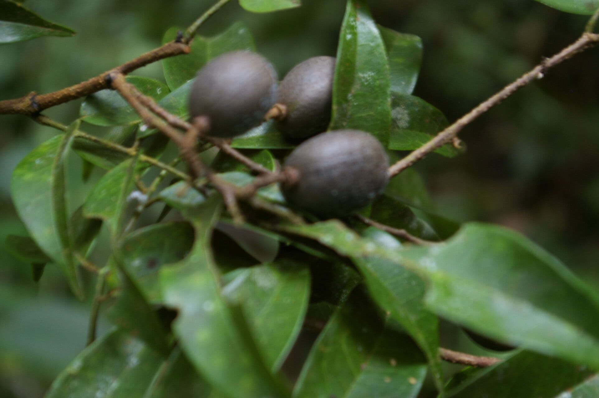 Dialium guianense 2