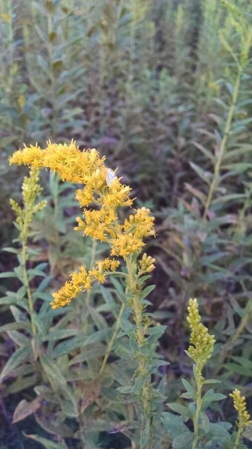 Solidago 2