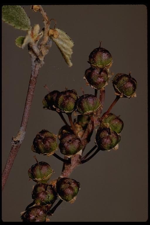 Ceanothus plstnatý