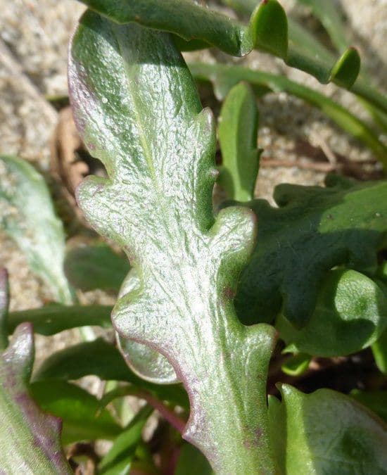 Agoseris apargioides 15