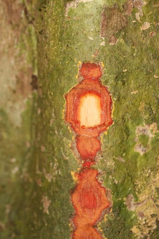 Chaetocarpus 10