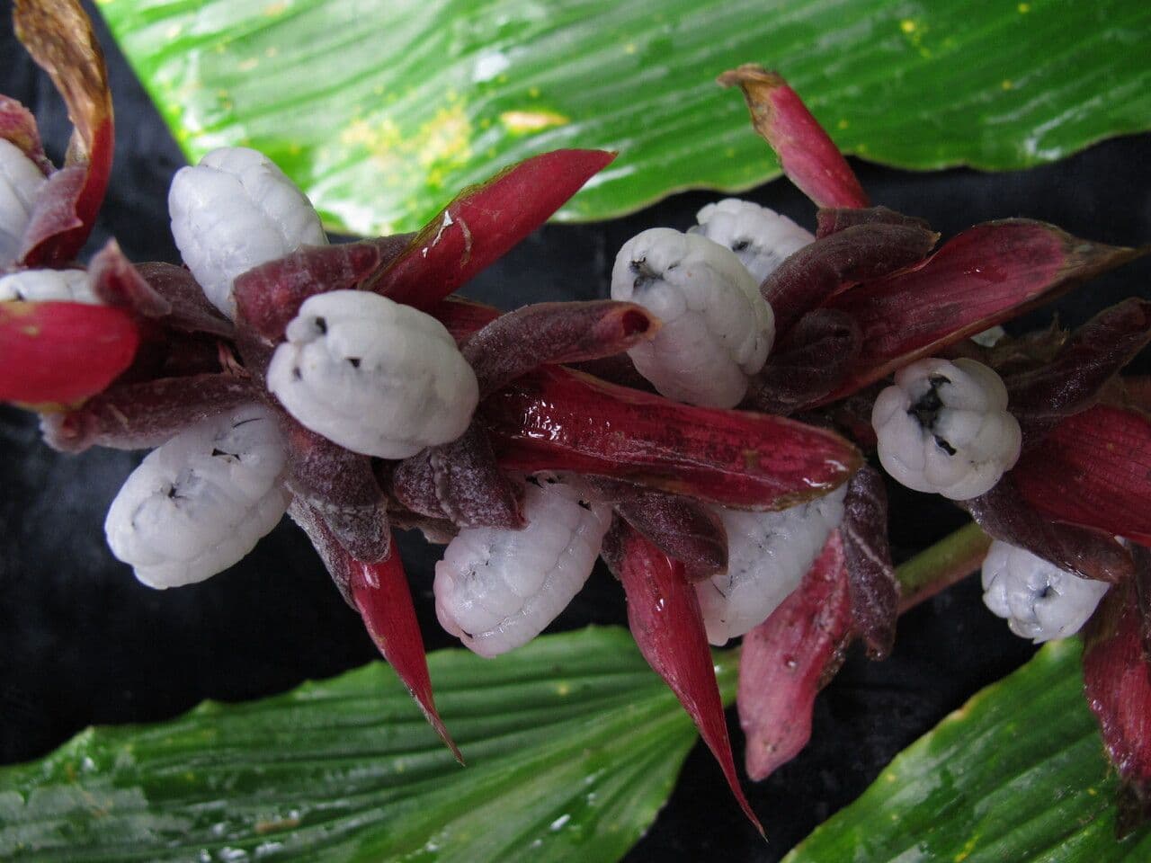 Cautleya 7