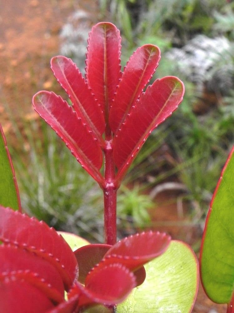Cunonia 6