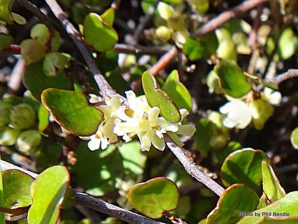 Muehlenbeckia complexa 6