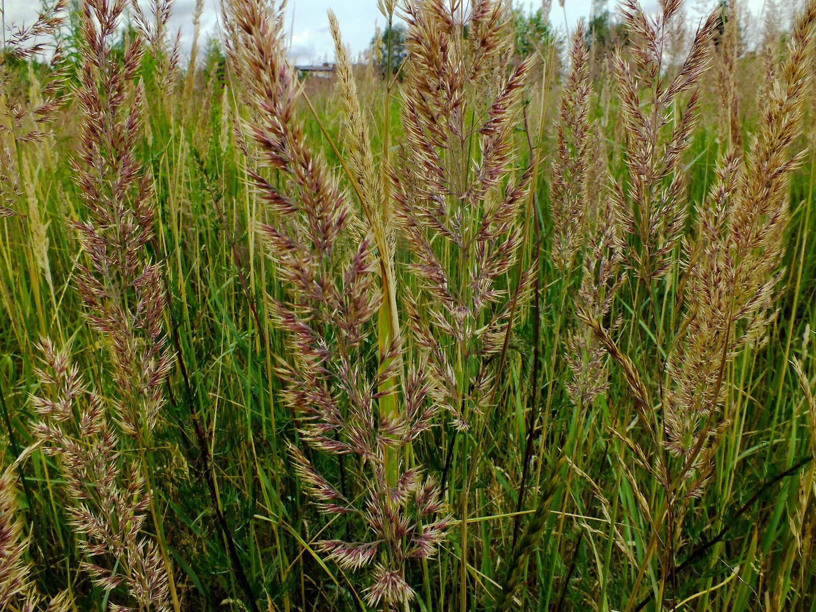 Calamagrostis 9