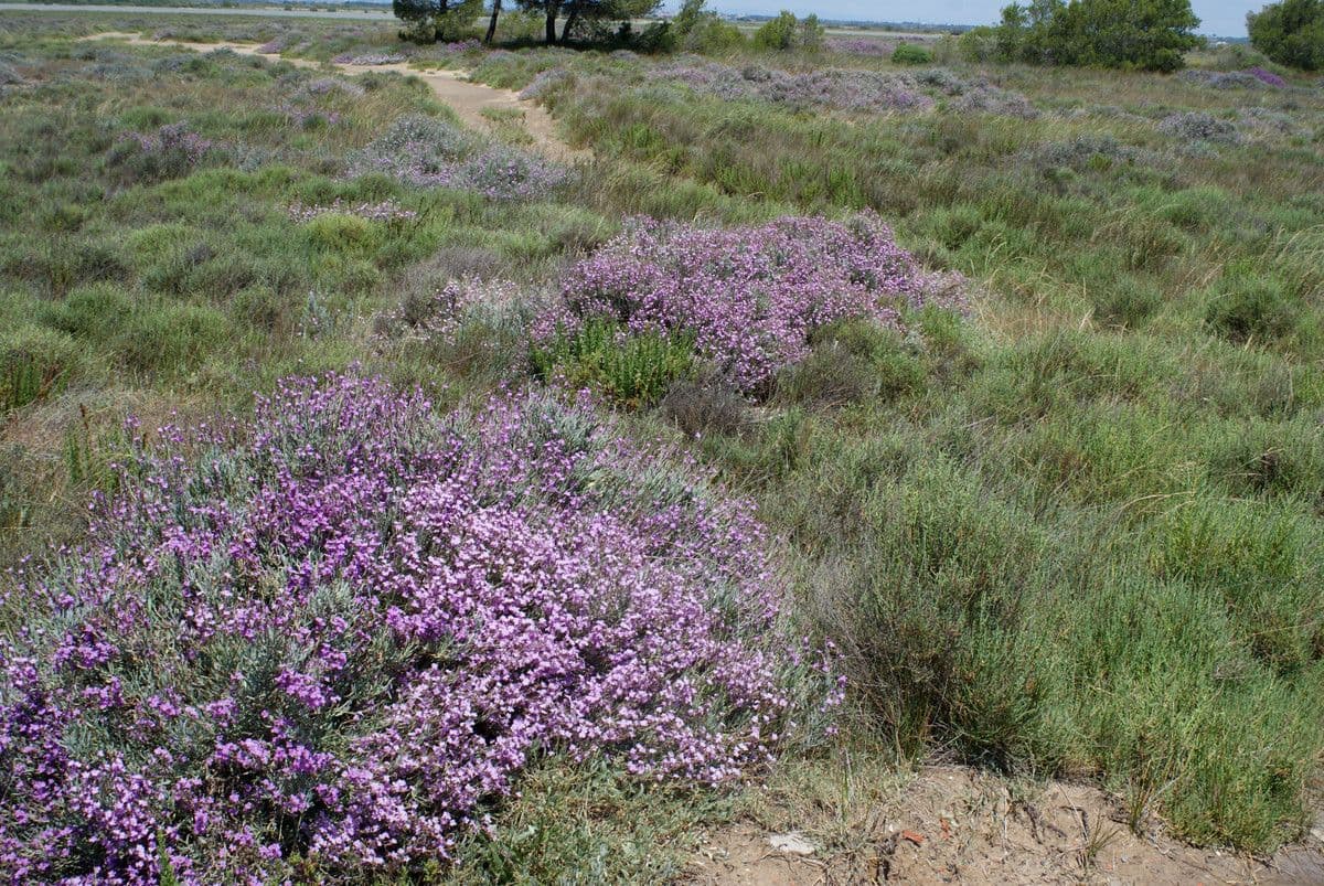Limoniastrum monopetalum 26
