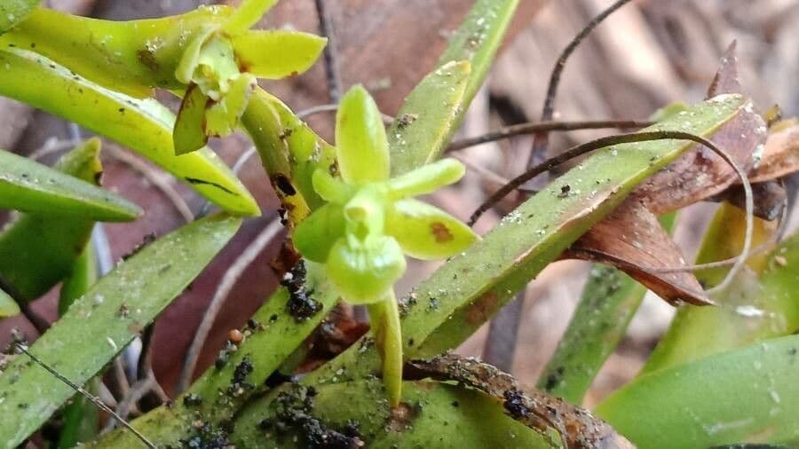 Epidendrum 4