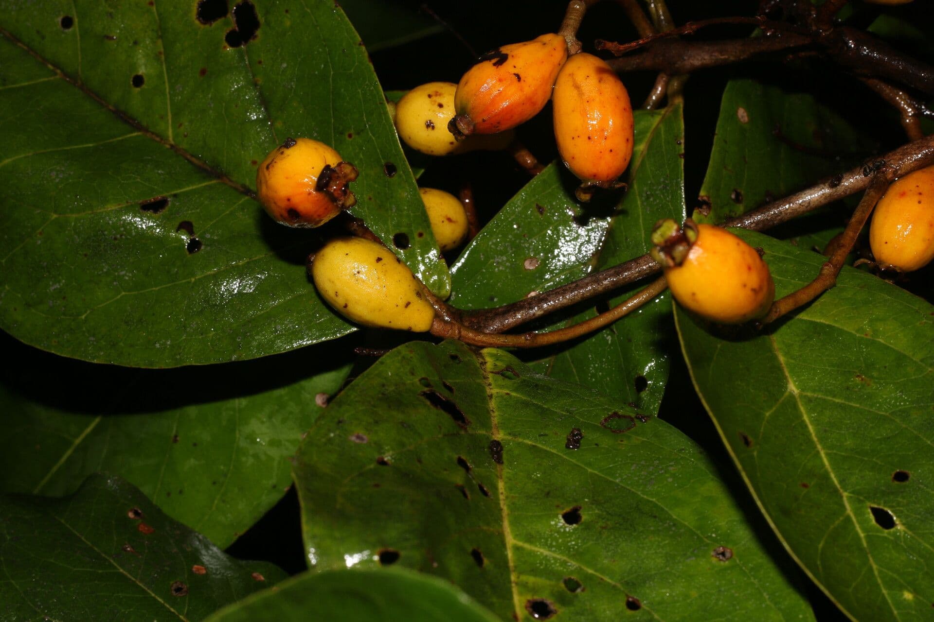 Eugenia 2