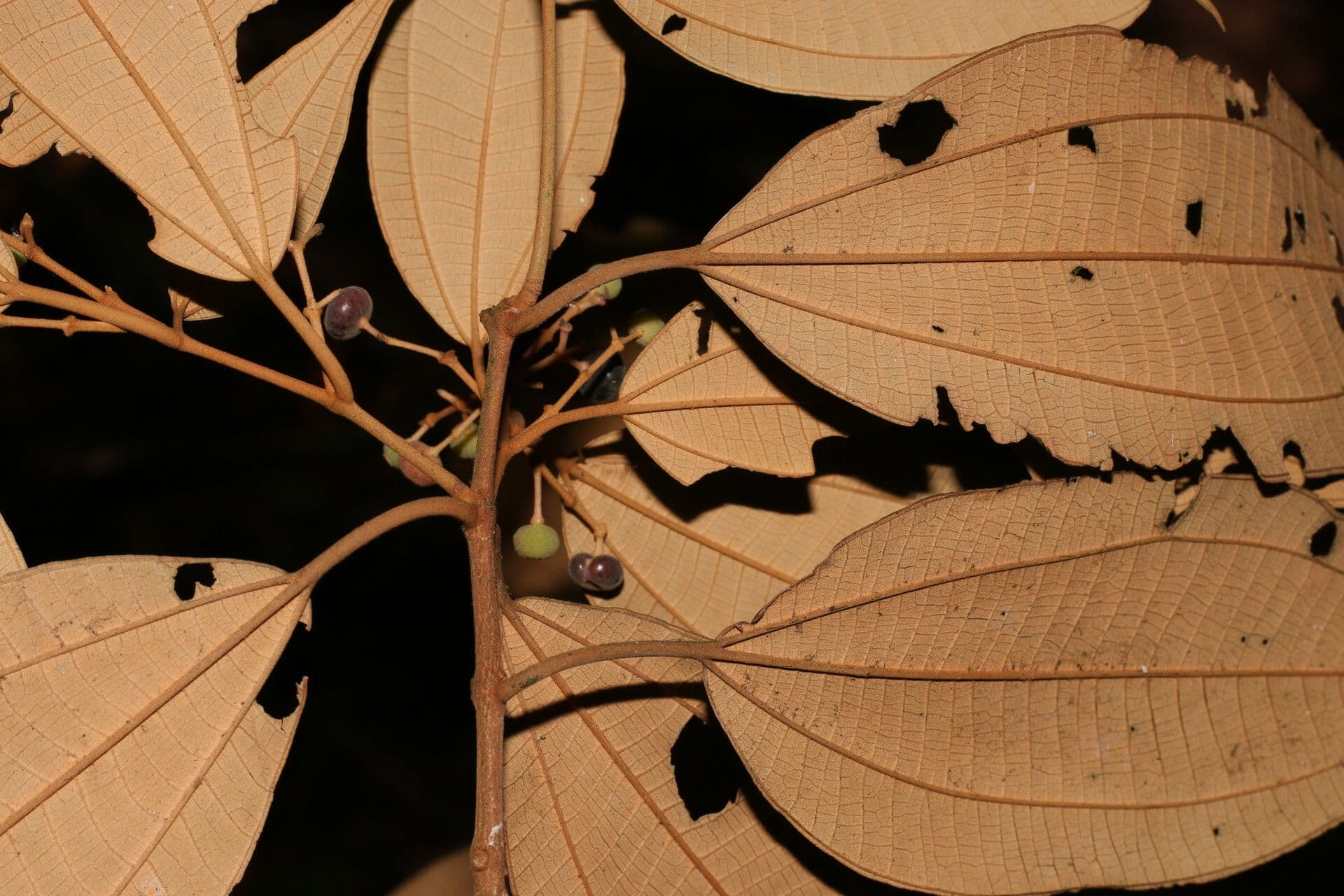 Miconia 2