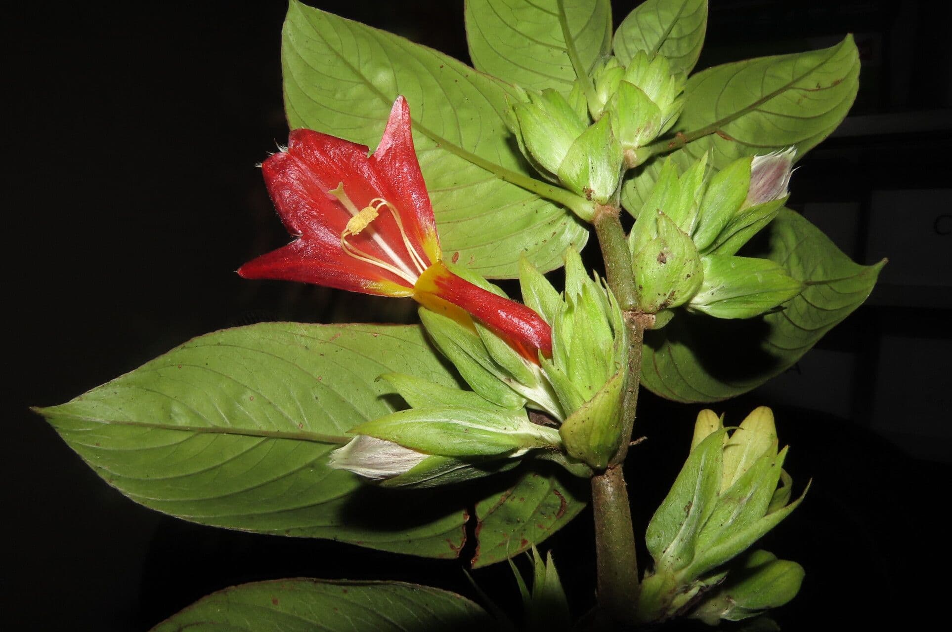 Columnea nicaraguense 11