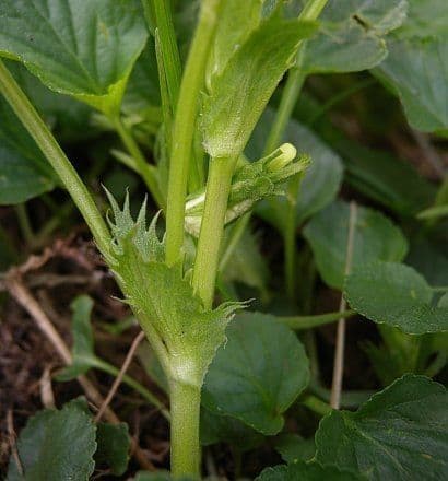 Viola striata 16
