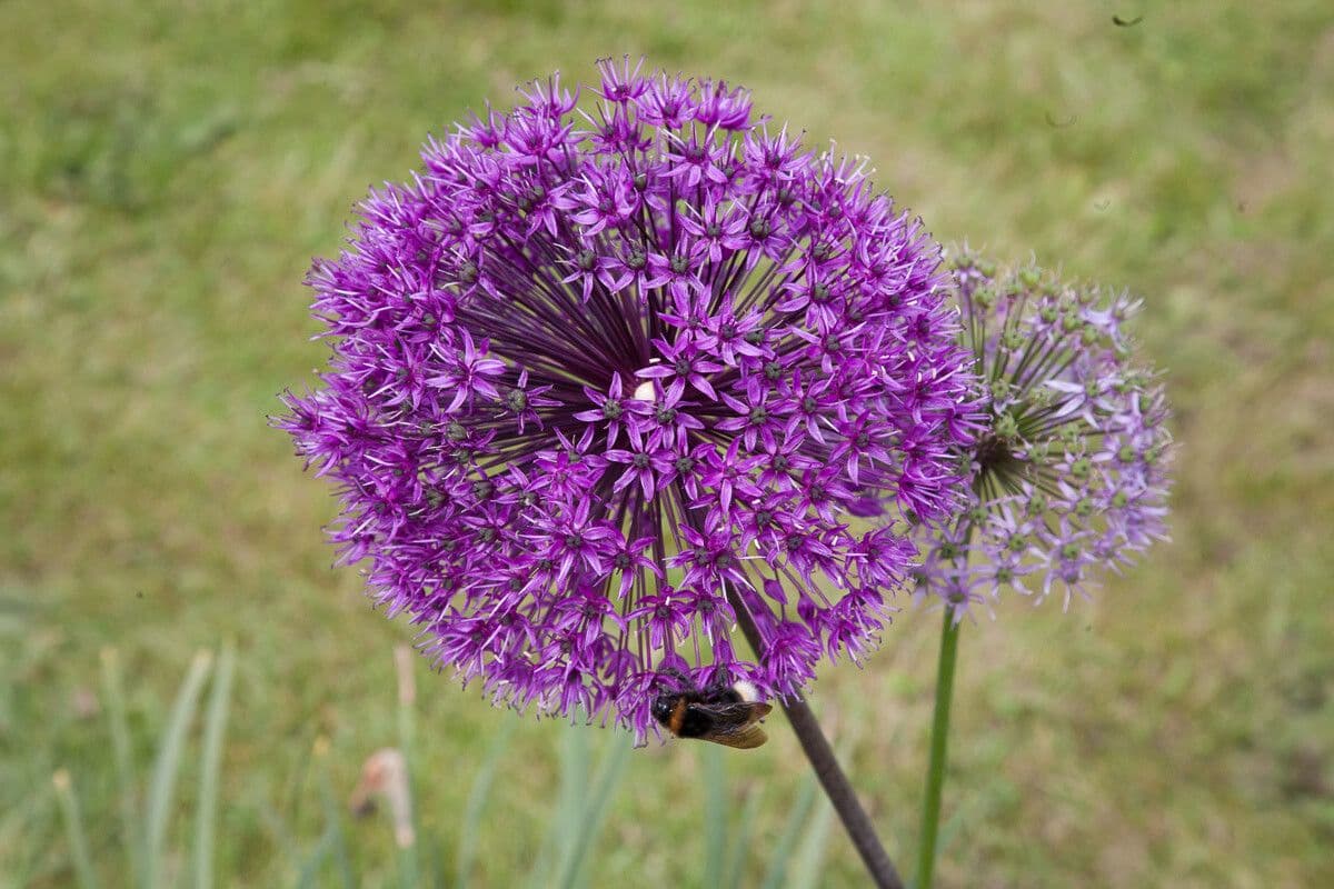 Cebolla persa
