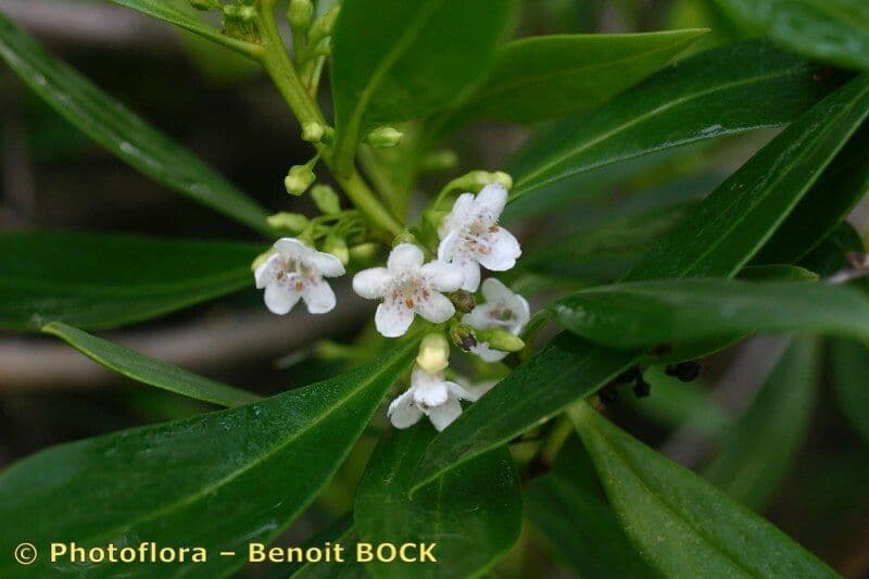Schlankblättriges Myoporum 29