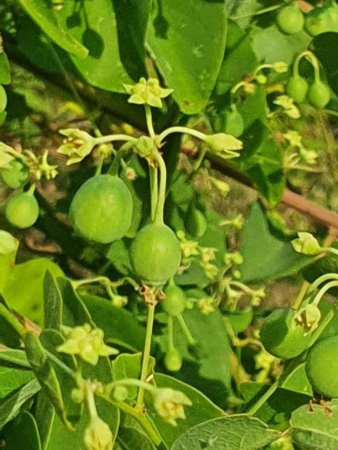 Helinus integrifolius 4