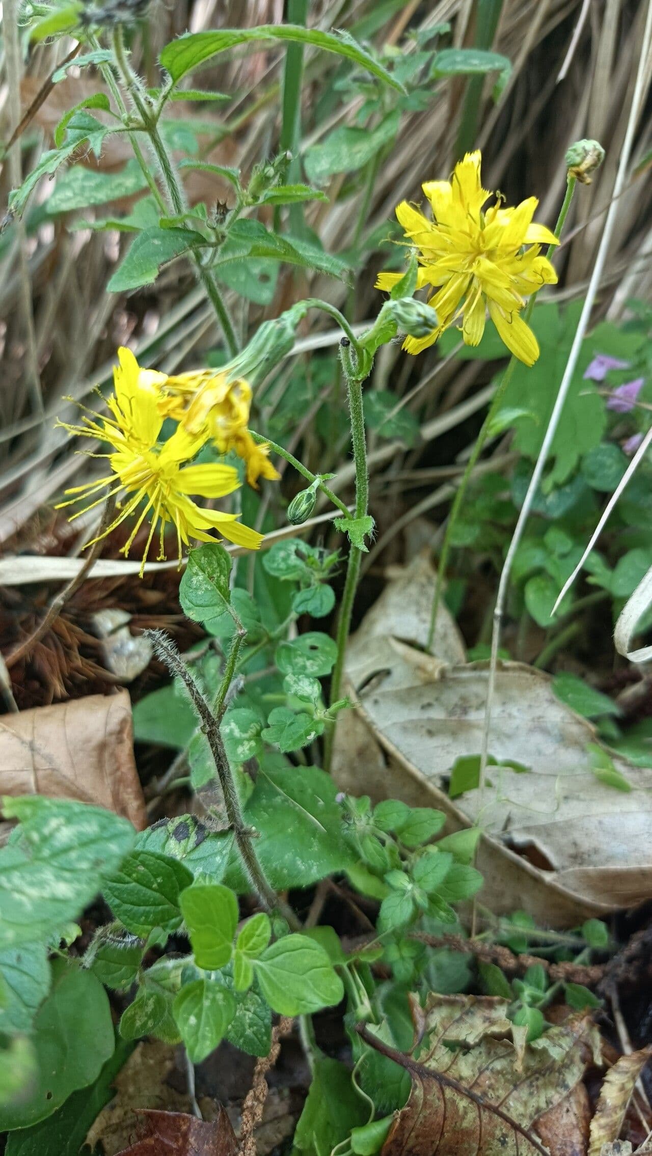 Racemose hawkweed 5