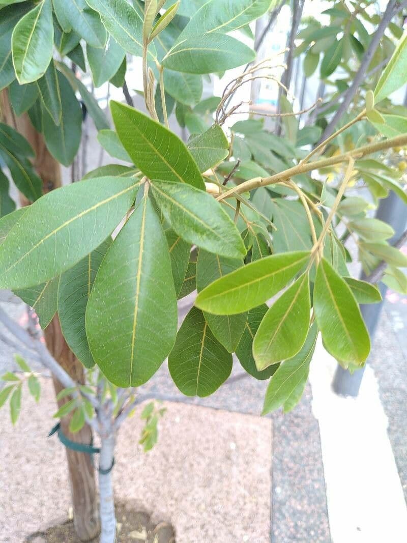Cossinia pinnata 17
