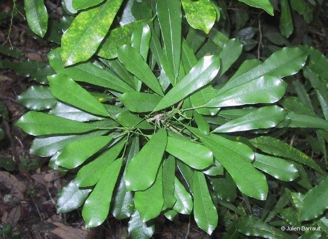 Codiaeum 8