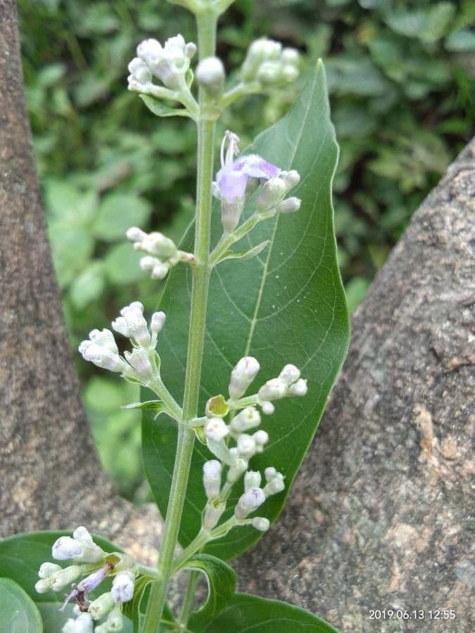 Vitex 7