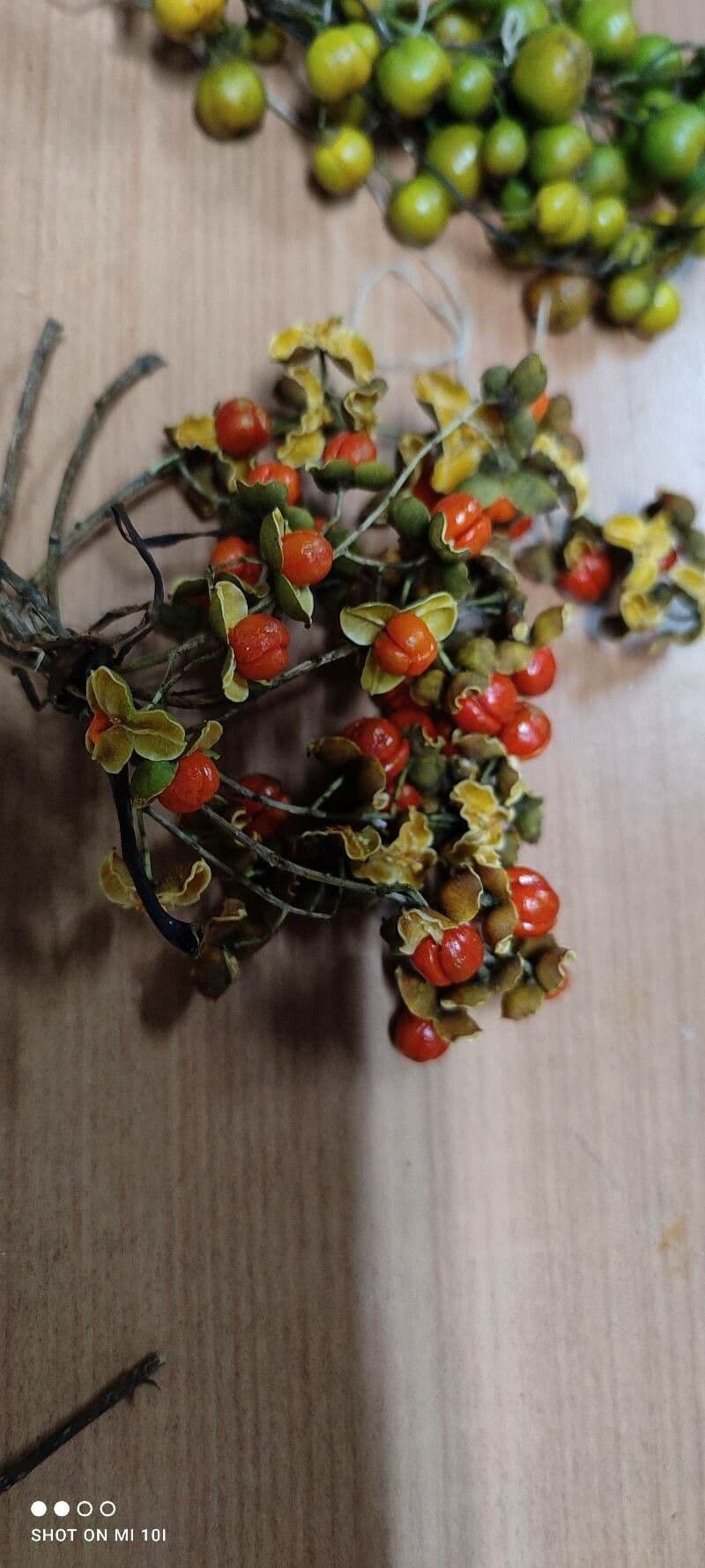 Oriental bittersweet 5