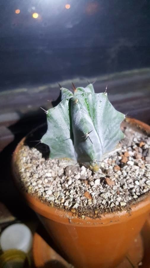 Stenocereus 9